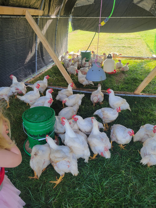 Pasture Raised Chickens